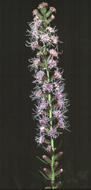 dense blazing star